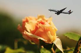 flowers airplane better