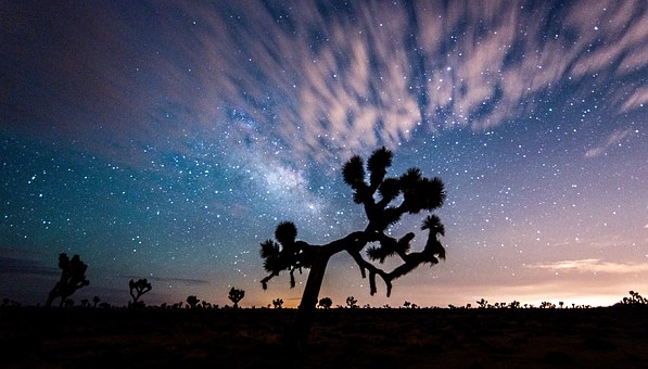 Joshua tree night sky